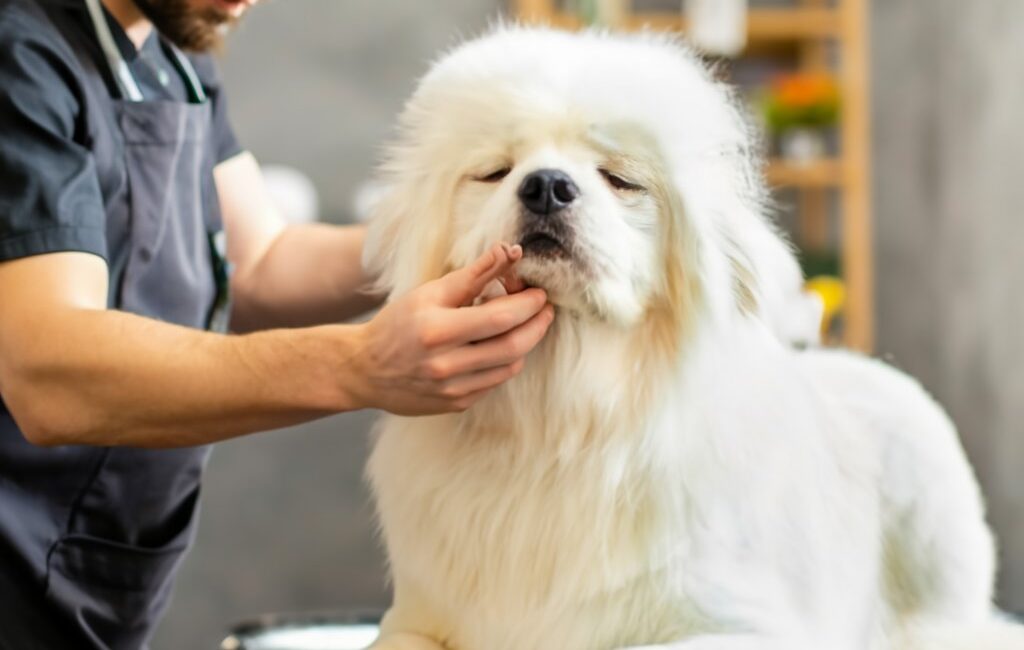 dog grooming waxhaw nc