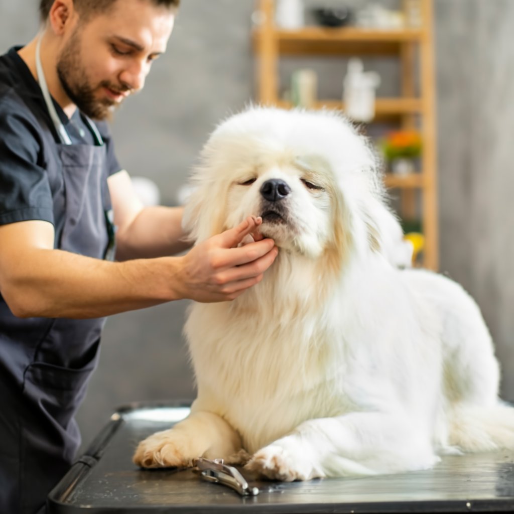 dog grooming waxhaw nc