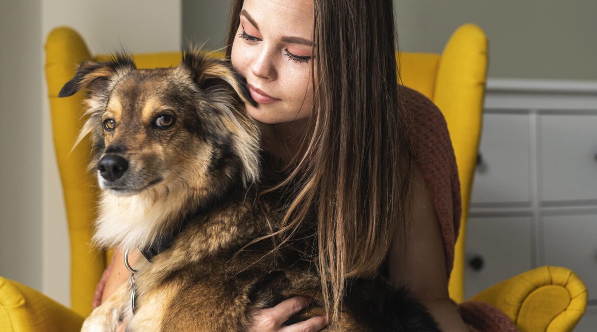 How To Care Border Collie Mix With Chihuahua