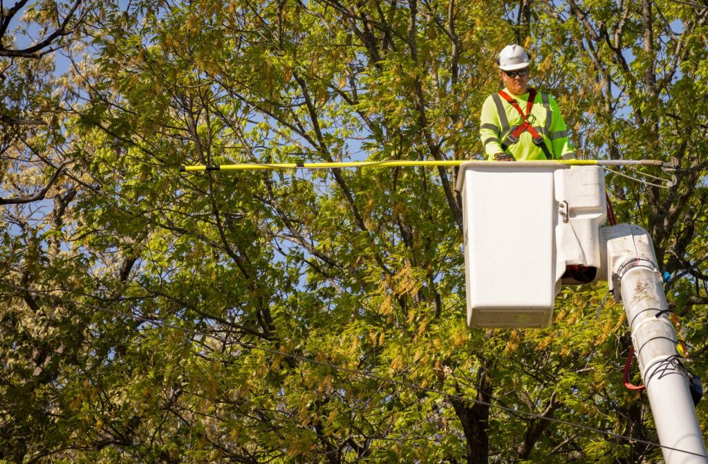 arborist