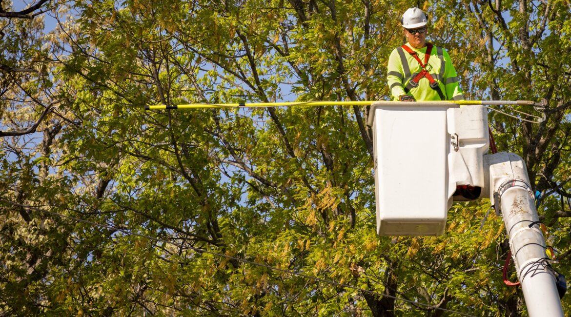 arborist