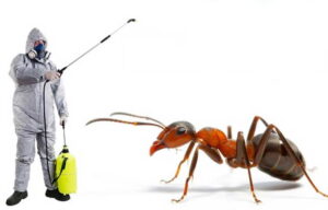 Ant Pest Control Dubai