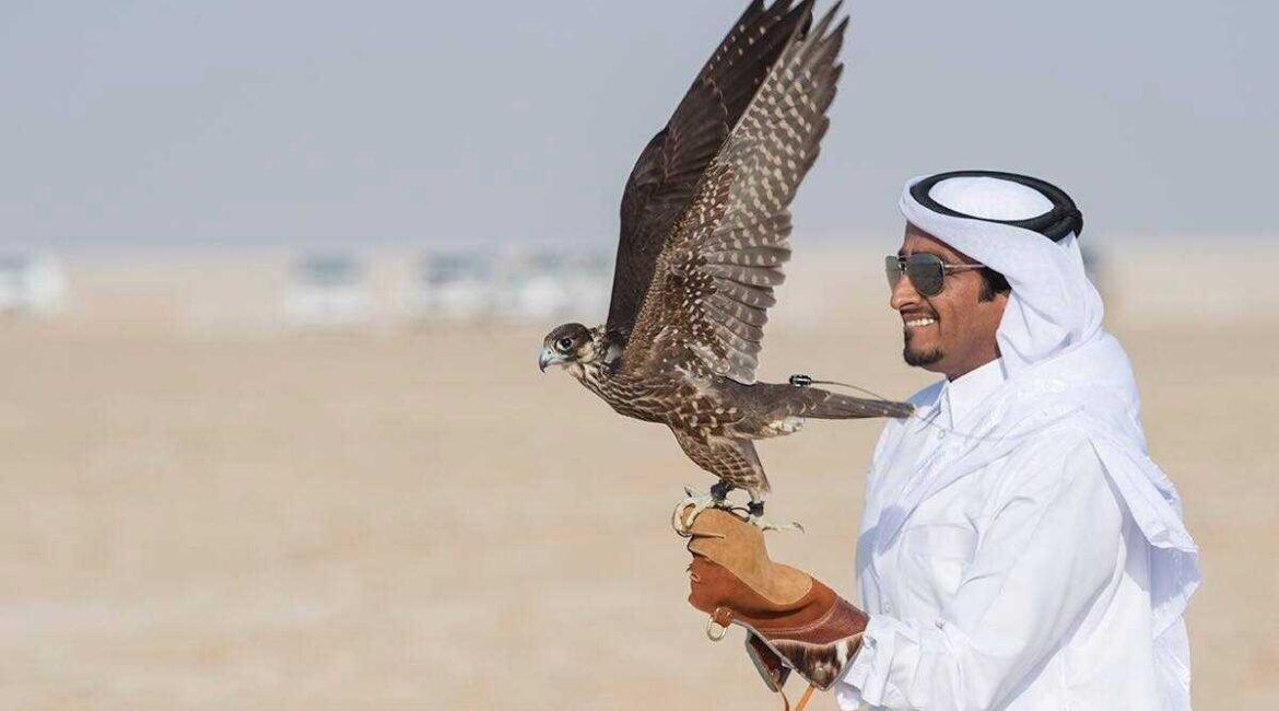 Falcon Tour In Qatar