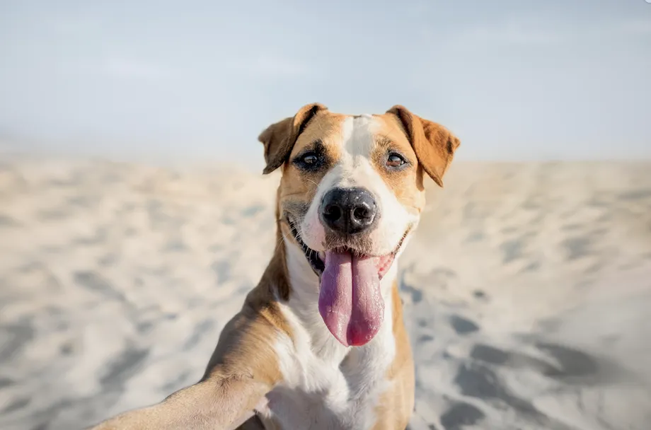 vacuna polivalente perros