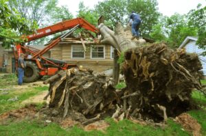 Best Price Tree Service