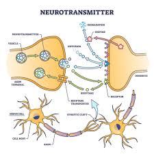 Neurotransmitter