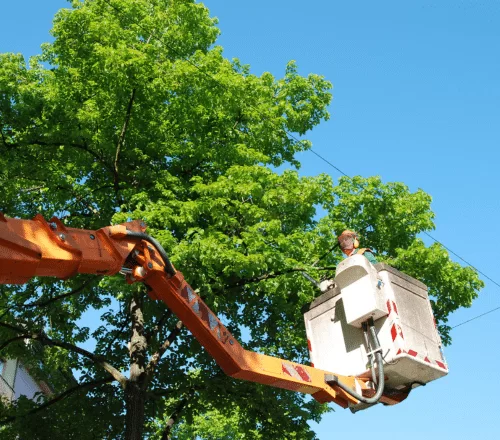 arbor care tree service