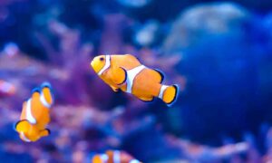 Saltwater Livestocks