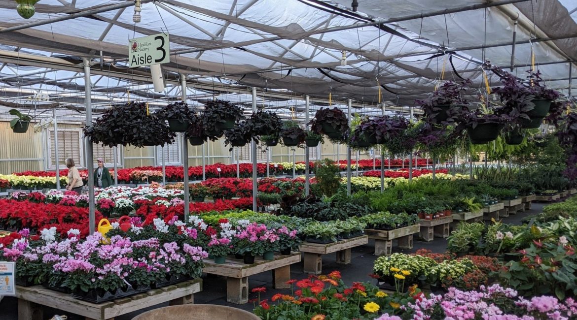 Indoor plants in karachi