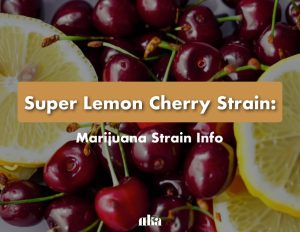 Super-Lemon-Cherry-Strain