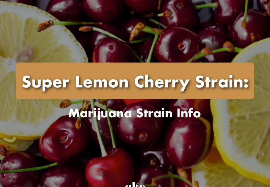 Super-Lemon-Cherry-Strain