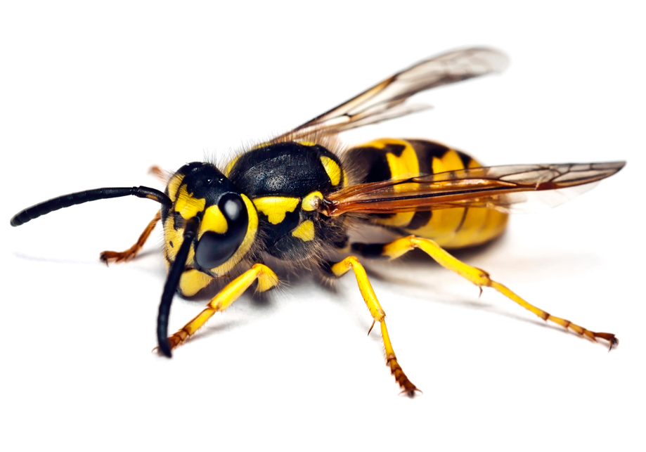 Exterminator Surrey