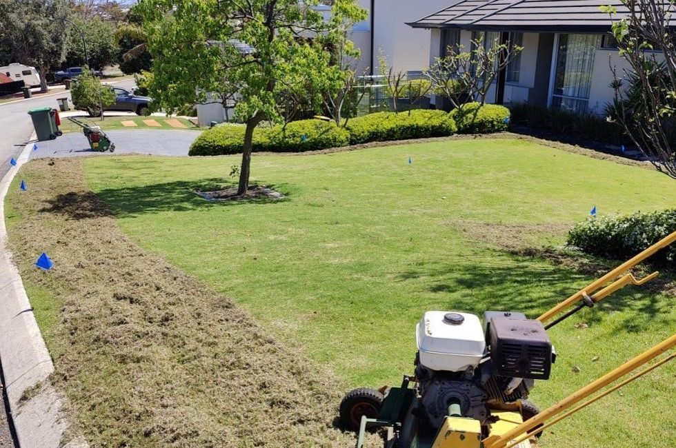 Dethatching Buffalo Lawn