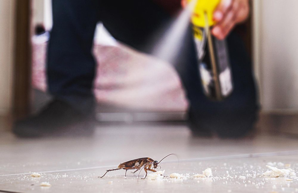 cockroach pest control