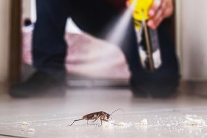 cockroach pest control