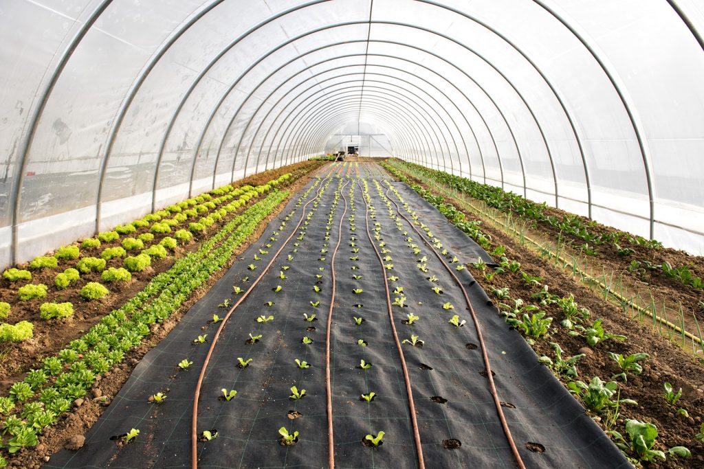 hoop house tunnel plastic