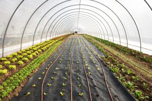 hoop house tunnel plastic