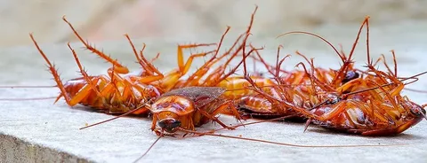 Cockroach Control & Cockroach Treatment – Professional Pest Solutions by VenusPest