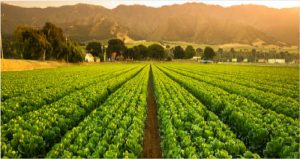 Agricultural CPA tax specialist California