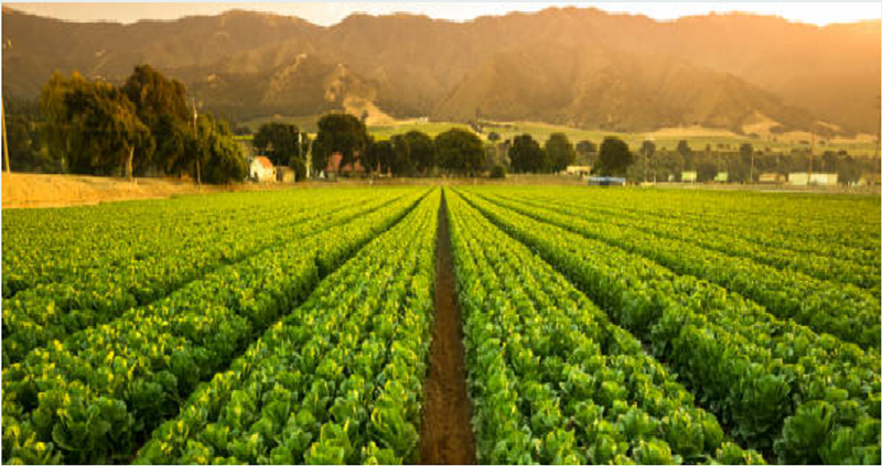 Agricultural CPA tax specialist California