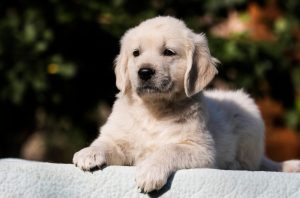 sweet cream golden retriever puppies