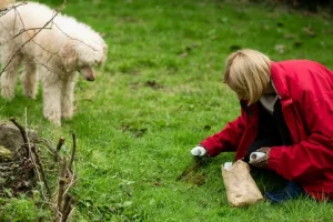dog poop cleanup service