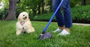 dog poop cleanup service