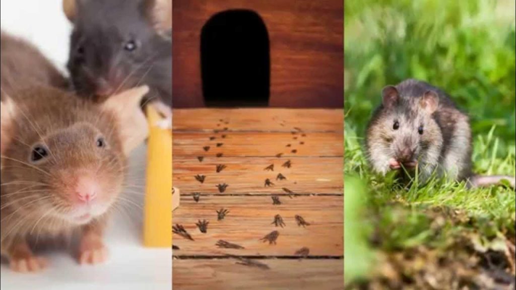 Rodents and mice control