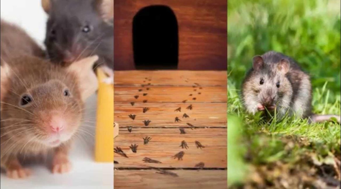 Rodents and mice control