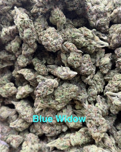 Up close buds of Blue Widow