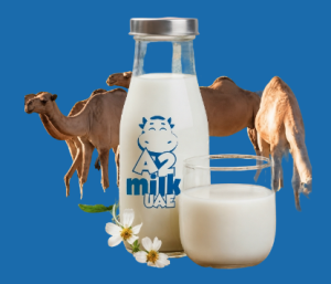Raw Camel Milk