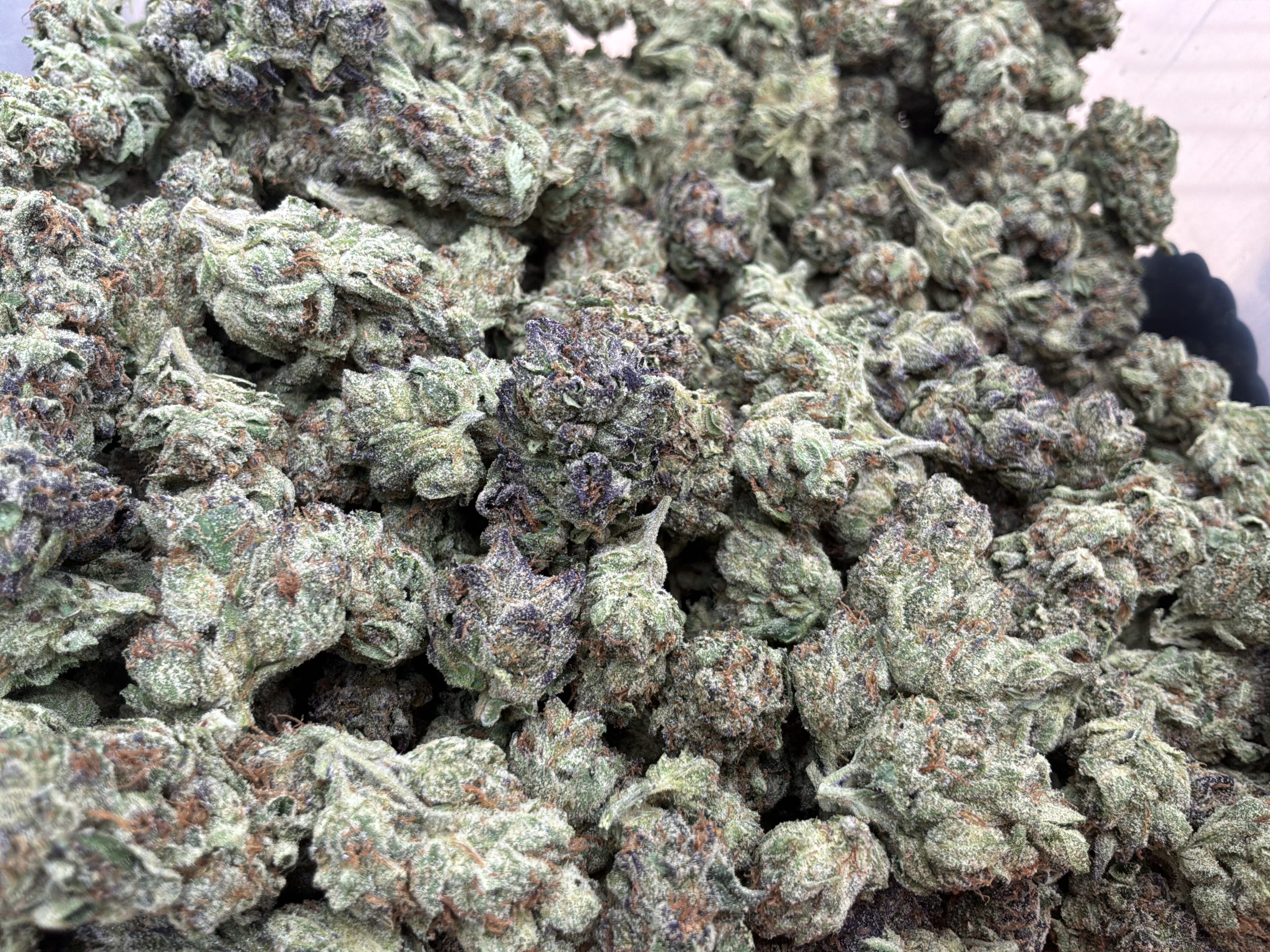 Miracle Alien Cookies | Alien Cookies x Starfighter x Columbian | 50/50 Hybrid - Image 2