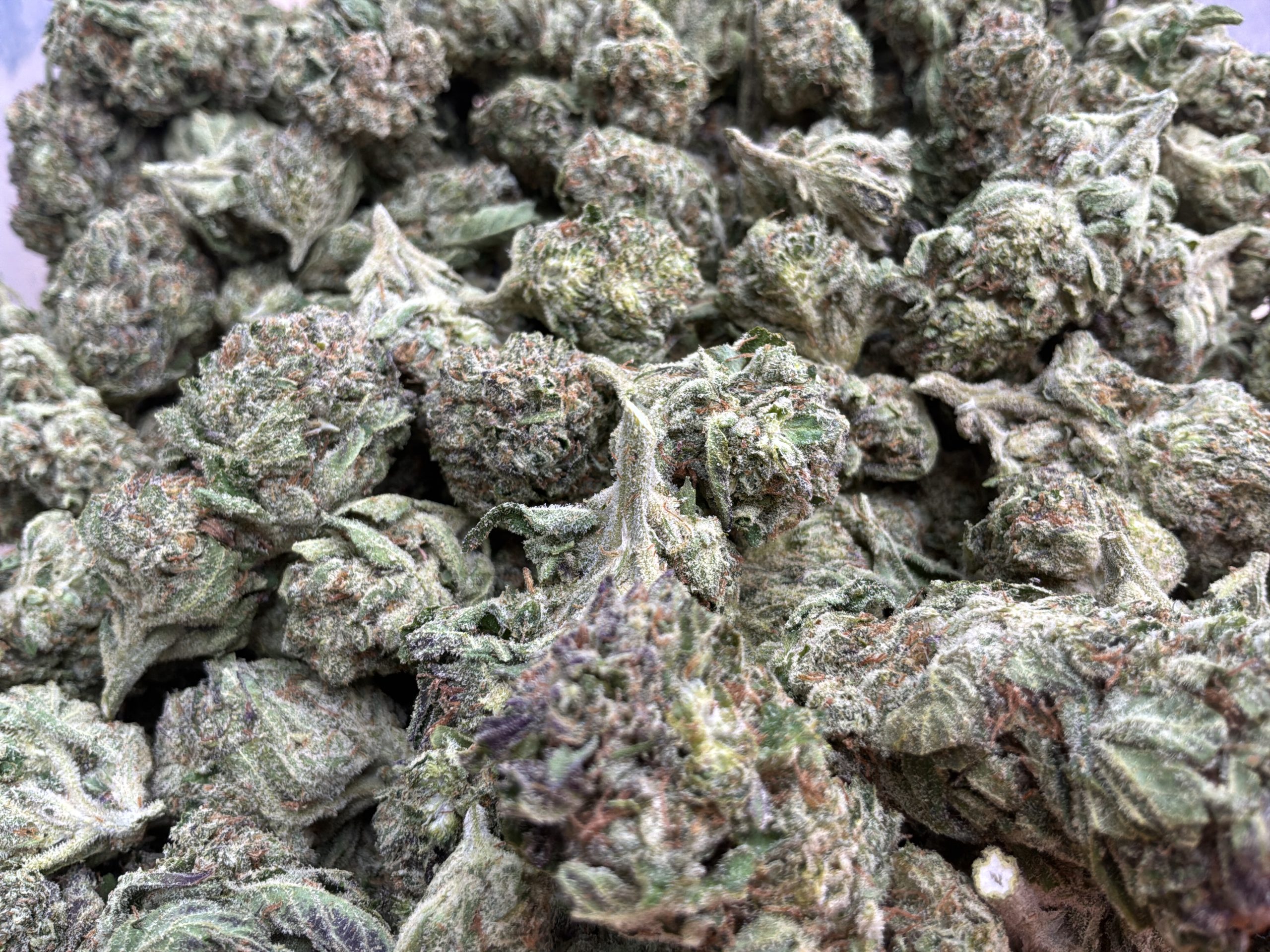 LA Wedding Pop by Seed Junky Genetics | Tier 1 Sativa-Dominant Hybrid - Image 2