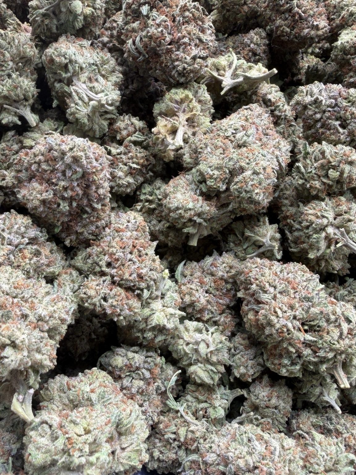 AK-47 flower: frosty light-green buds with orange hairs, 1st Street Tier 2