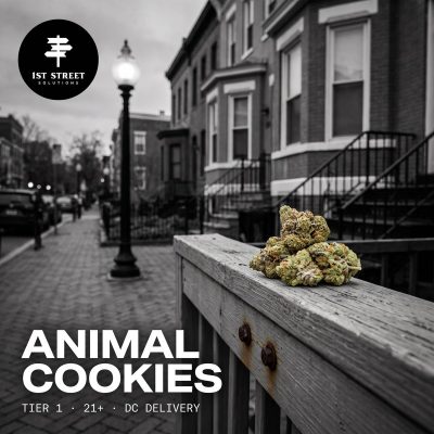 Animal Cookies Tier 1 indica-dominant hybrid on a DC rowhouse street, 1st Street Solutions DC weed delivery.